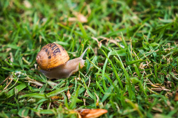 snail on a green grass