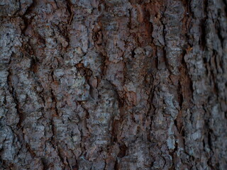 spruce tree