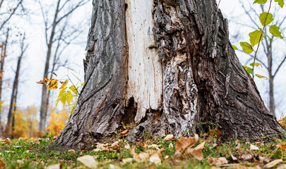 Destruction of tree bark by pests. Decay of wood in the forest.	