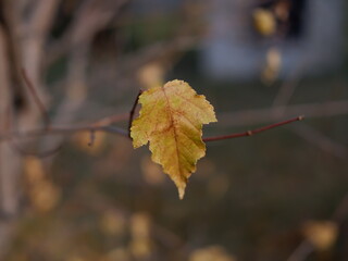 autumn leaves 
