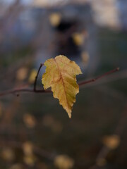 autumn leaves 