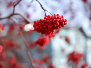 tree with red rowan berries
