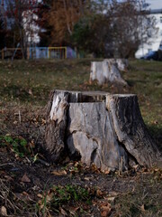 stump