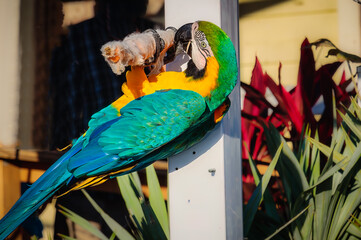 Beautiful and Vivid Parrot
