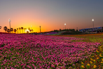 Flower carpet in Yanbu flower show