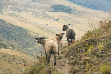 sheep in the colombian mountains