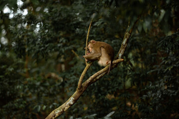 deer in the forest  baby monkey sleeping monkey cute 
adorable