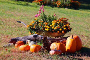 pumpkins in the grass