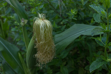 corn silk coming out of a cob on the plant zea mays