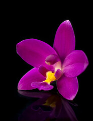 closeup of a purple orchid, isolated on black background, taken in shallow depth of field, macro