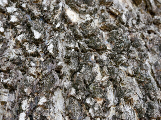 dark black wood texture, tropical tree texture