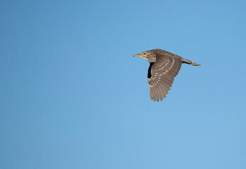 Black crowned night heron in flight against a blue sky