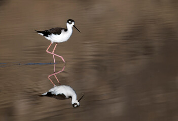 Black necked stilt and its reflection on a mirror-like pond 