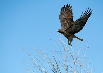 Red tailed hawk in flight over some leafless trees in Fall