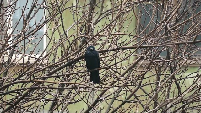 Black Raven Sitting on Tree Among Branches in Rainy Day. The black raven makes noise among the swaying branches and flies away. Crow emotions. Footage for autumn season naturalistic, holiday  projects