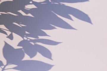 shadow sunlight branches on white wall background texture