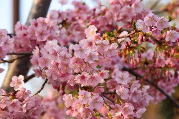 河津桜