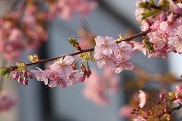 河津桜