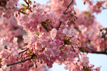 河津桜