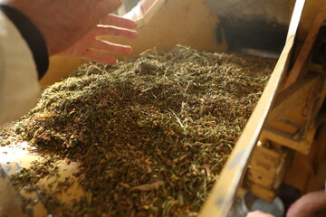 Hemp sativa processing process