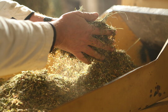 Hemp sativa processing process