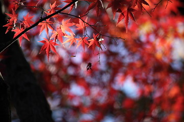 紅葉