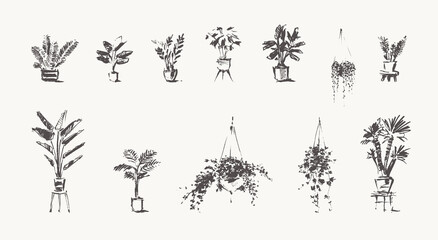 Drawn Home Plants House Greenery pots vector