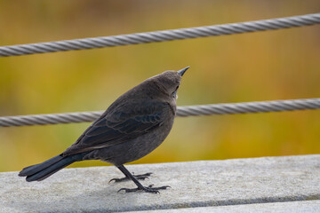 A small bird looking away