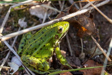 the green frog