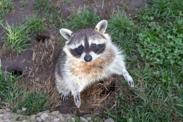 raccoon