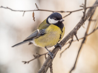 Cute bird Great tit, songbird sitting on a branch without leaves in the autumn or winter.