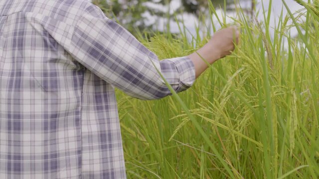 Farmer takes notes on a tablet and enters data in a verdant field with rice stalks flowing in the breeze.