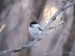 Cute bird the willow tit, song bird sitting on a branch without leaves in the winter.
