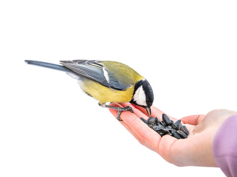 Girl feeds a tit from from a hand, isolated on white background. Hungry bird eating seeds from a hand during winter or autumn