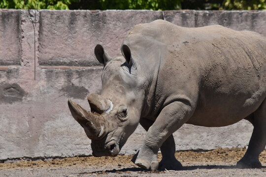 Rino y su pasito tun tun