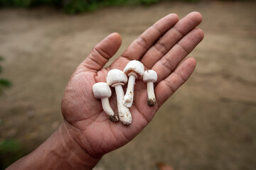 white wild mushroom in hand