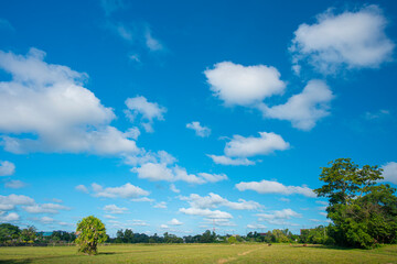 Fototapeta na wymiar green field and sky
