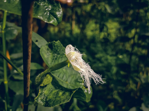 Trichosanthes dioica, also known as pointed gourd, is a vine plant in the family Cucurbitaceae, similar to cucumber and squash, though unlike those it is perennial.