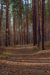 Autumn forest in clear sunny weather 