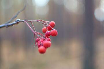 Red berries close-up on a blurred background. Autumn forest. 