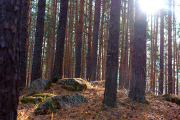 Autumn forest in clear sunny weather 