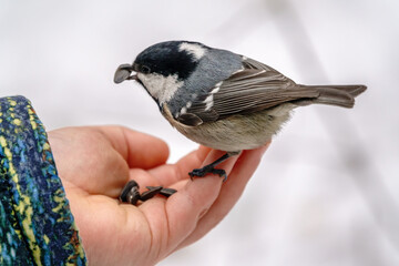 The coal tit eats seeds from a child's hand