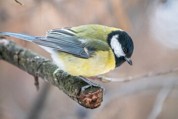 Cute bird Great tit, songbird sitting on a branch without leaves in the autumn or winter.