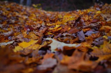 Autumn Bunch of Foliage Leaves