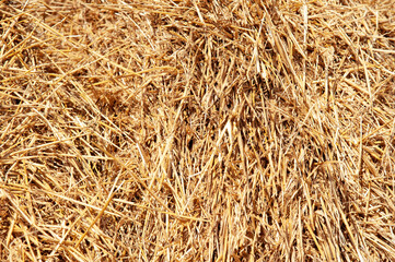 hay, straw close-up, wallpaper, background, straw yellow background texture