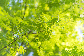 rowan leaves, spring backgroun