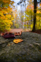 Yellow leaf on Rock in the Forest