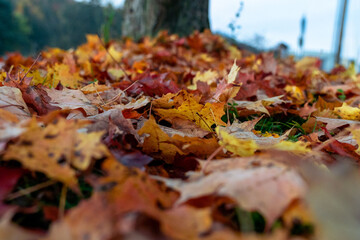 Bunch of Foliage Leaves on the Ground