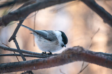 Cute bird the willow tit, song bird sitting on a branch without leaves in the winter.