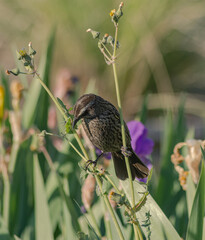 Aves parque nido comiendo sol
